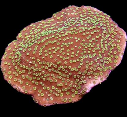 WYSIWYG 17B Green Eyed Monster Montipora Frag