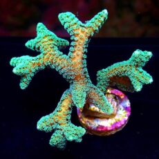 M.O.C. Fibre Optic Seriatopora Frag