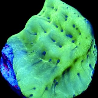 WYSIWYG 26B Mojito Montipora Palawanensis