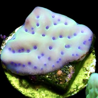 WYSIWYG 22A Mojito Montipora Palawanensis