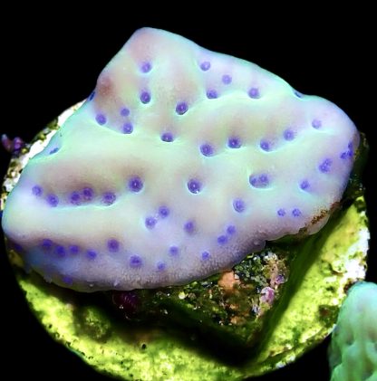WYSIWYG 22A Mojito Montipora Palawanensis