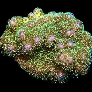 WYSIWYG 21E Sparkling Tinsel Pocillopora Frag