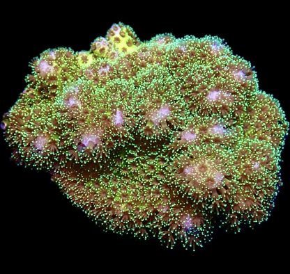 WYSIWYG 21E Sparkling Tinsel Pocillopora Frag