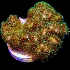 WYSIWYG 12E Sparkling Tinsel Pocillopora Frag Large