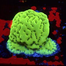 WYSIWYG R1 Ultra Lime Montipora Palawanensis Colony ( 60mm x 60mm )