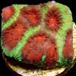 WYSIWYG 15C Red Eyed Christmas Favia Frag
