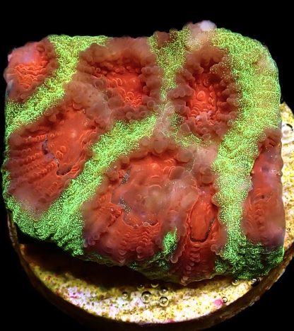WYSIWYG 15C Red Eyed Christmas Favia Frag