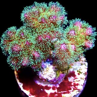 WYSIWYG 14E Sparkling Tinsel Pocillopora Frag