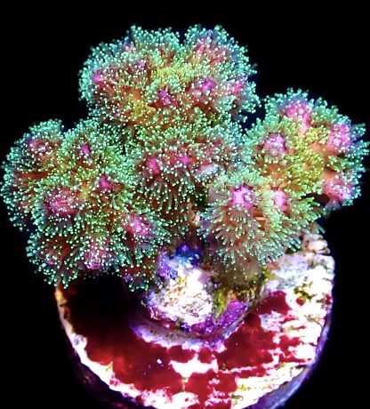 WYSIWYG 14E Sparkling Tinsel Pocillopora Frag