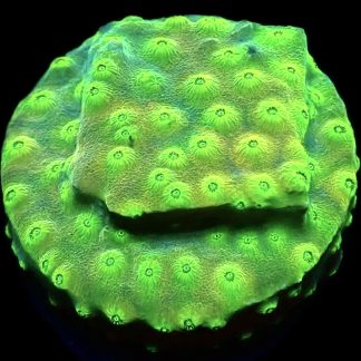 WYSIWYG 7H Space Flare Cyphastrea