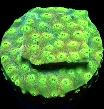 WYSIWYG 7H Space Flare Cyphastrea