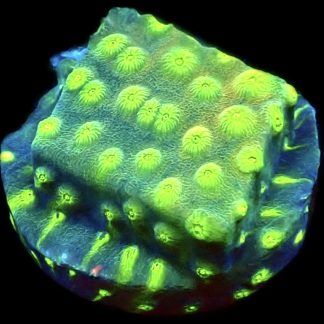 WYSIWYG 12A Space Flare Cyphastrea