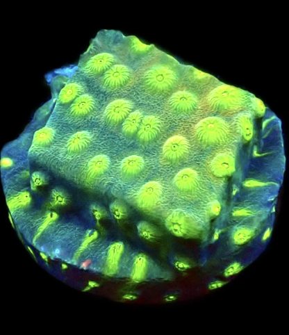 WYSIWYG 12A Space Flare Cyphastrea