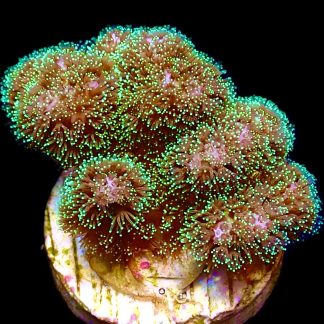 WYSIWYG 13C Sparkling Tinsel Pocillopora Frag