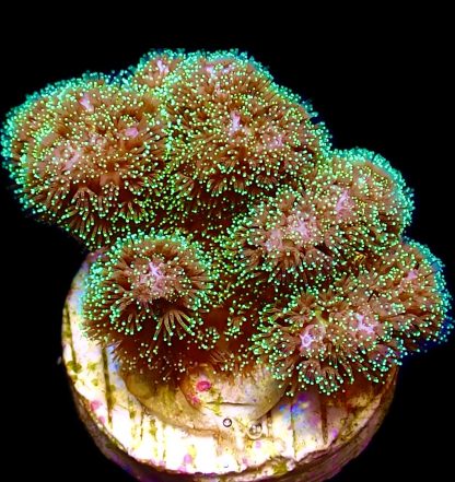 WYSIWYG 13C Sparkling Tinsel Pocillopora Frag