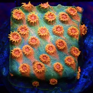 WYSIWYG 32A Jingle Bells Cyphastrea Frag