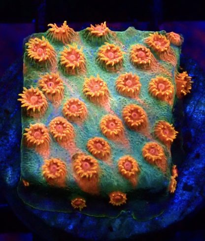WYSIWYG 32A Jingle Bells Cyphastrea Frag