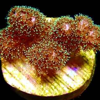 WYSIWYG 8D Sparkling Tinsel Pocillopora Frag