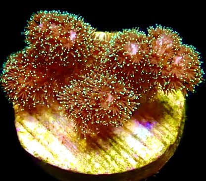 WYSIWYG 8D Sparkling Tinsel Pocillopora Frag