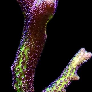 WYSIWYG 18F Bird Of Paradise Seriatopora