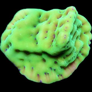 WYSIWYG 24K Mojito Montipora Palawanensis XL