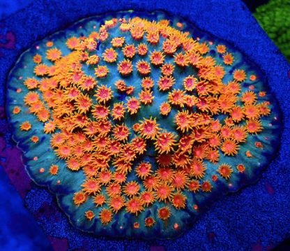 Jingle Bells Cyphastrea Frag