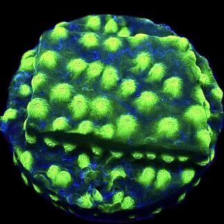 WYSIWYG T2 Space Flare Cyphastrea