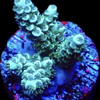 WYSIWYG 21E Oceana Dreams Acropora Tenius