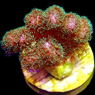 WYSIWYG M1 Sparkling Tinsel Pocillopora Frag