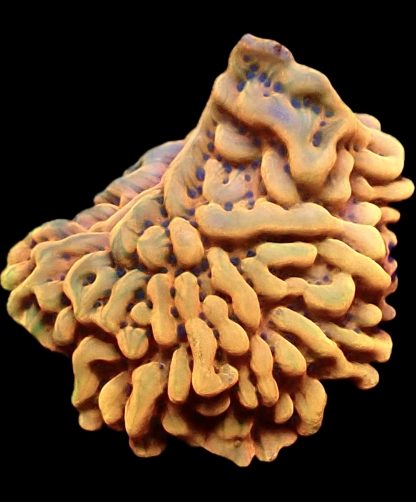 WYSIWYG 10K  Montipora Palawanensis Frag Extra Large