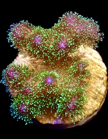 WYSIWYG 7i Sparkling Tinsel Pocillopora Frag