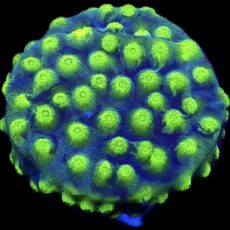 WYSIWYG 32C Space Flare Cyphastrea