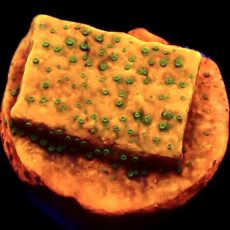 WYSIWYG 7F Gold Rush Montipora Frag