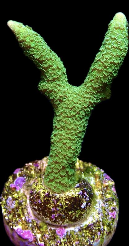 WYSIWYG L2 Super Green Montipora Digitata