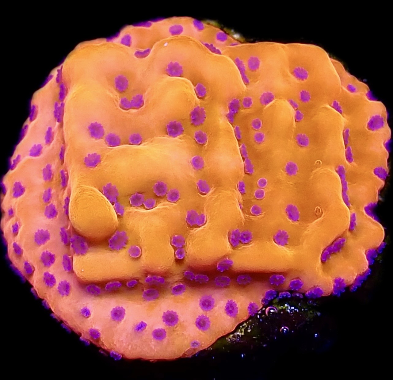 WYSIWYG 9B Brain Freeze Montipora Frag