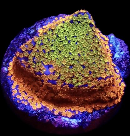 WYSIWYG 13B Rainbow Montipora