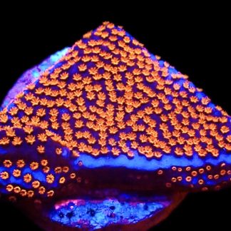 WYSIWYG 28B Superman Montipora Frag
