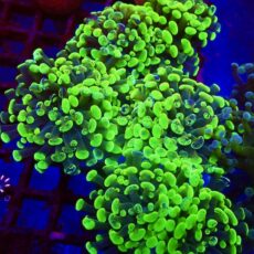 Marbled Branching Hammer Frag Single Head