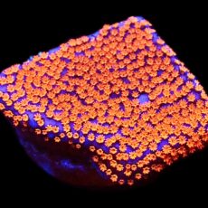 WYSIWYG 22B Superman Montipora Frag