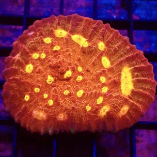 WYSIWYG T1 Iron Man Chalice Colony