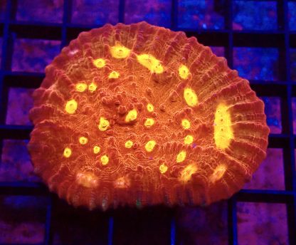 WYSIWYG T1 Iron Man Chalice Colony