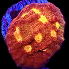 WYSIWYG 30E Iron Man Chalice Frag