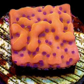 WYSIWYG 15L Brain Freeze Montipora Frag