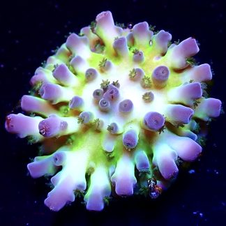 WYSIWYG 20D Violet Venom Acropora Frag