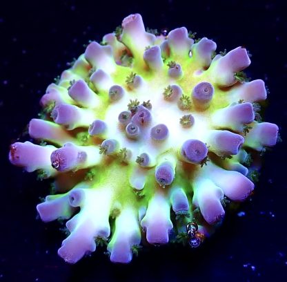 WYSIWYG 20D Violet Venom Acropora Frag