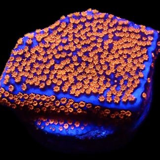 WYSIWYG 16C Superman Montipora Frag
