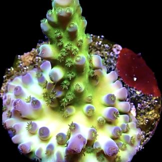 WYSIWYG 20D Violet Venom Acropora Frag