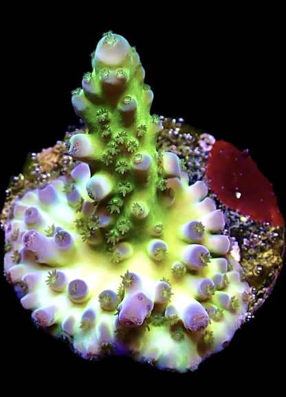 WYSIWYG 20D Violet Venom Acropora Frag
