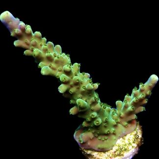 WYSIWYG 21i Joker Acropora Large