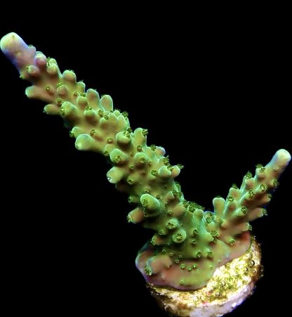 WYSIWYG 21i Joker Acropora Large